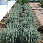 landscaping_south_africa_chb_003